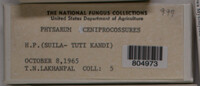 Physarum cinereum image